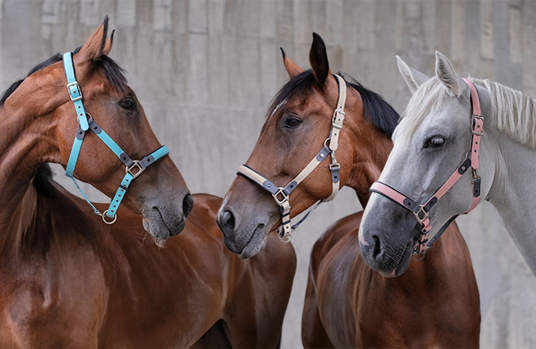 Drei Pferde stehen nebeneinander vor einer grauen Mauer und tragen Halfter aus Biothane in Blau Grau und Rosa links neben dem Text steht Vegan und Robust Halfter und Longen aus Biothane