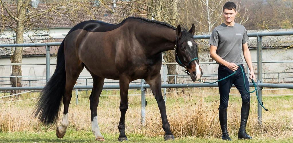 Ein Pferd läuft mit seinem Reiter an einer Koppel entlang und es trägt das Lederhalfter Denver