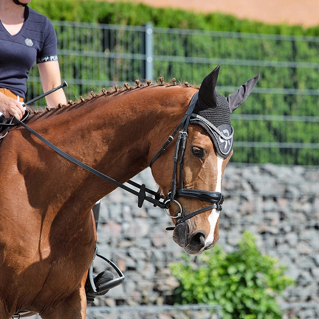 schwarzer lederzuegel von sunride am pferd beim reiten