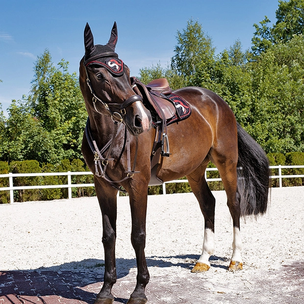 Vorderzeug "Windsor" mit Martingal