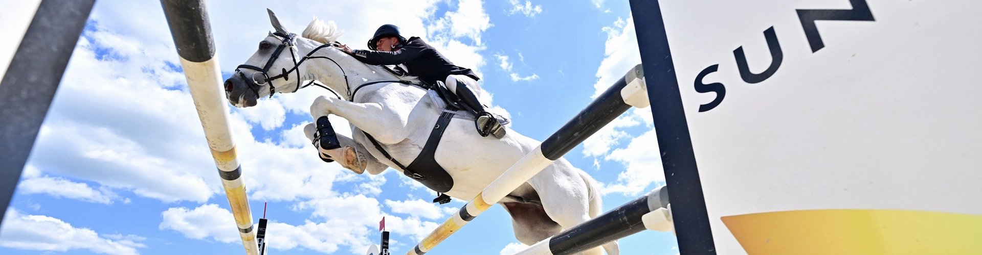 Ein Pferd und ein Reiter springen über ein Sprung und das Pferd hat den Leder Stollengurt Hickstead an