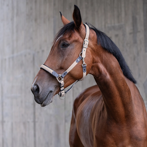 Biothane Halfter mit Strick