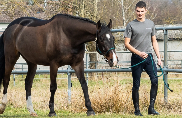 Ein Pferd läuft mit seinem Reiter an einer Koppel entlang und es trägt das Lederhalfter Denver