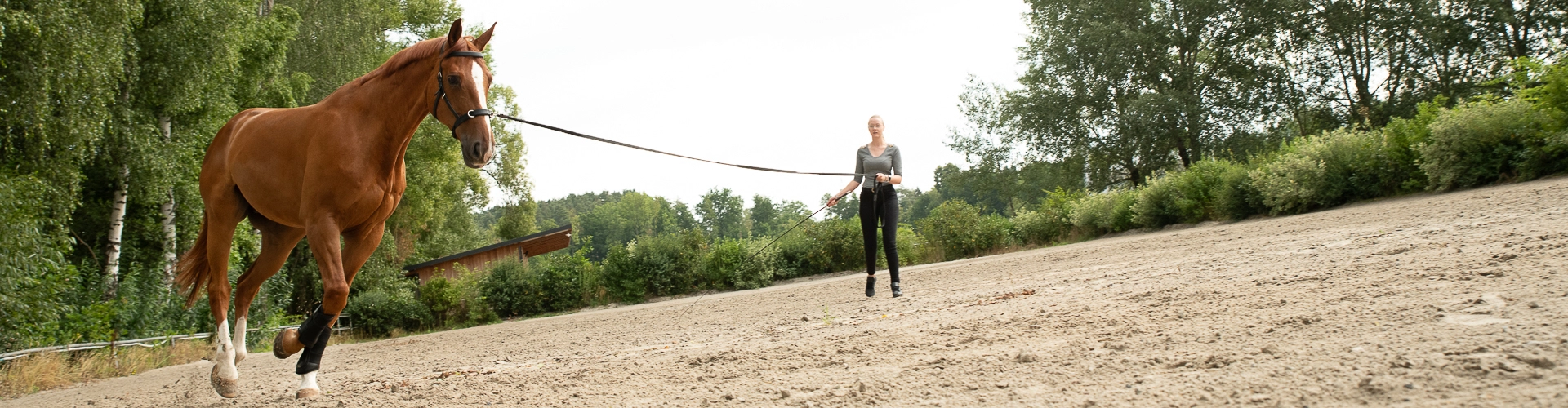 Ein Pferd wird Longiert und es trägt den Kappzaum Ely