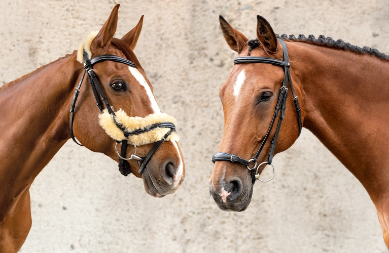 Zwei Pferde stehen sich gegenüber und tragen Trensen eines der Pferde hat eine Trense mit hellem Fellpolster