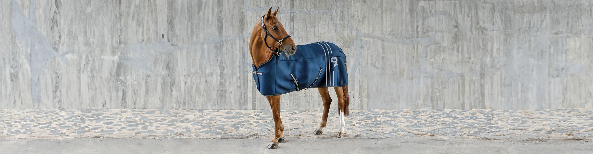Ein Pferd steht vor einer grauen Betonwand und trägt eine blaue Unterdecke