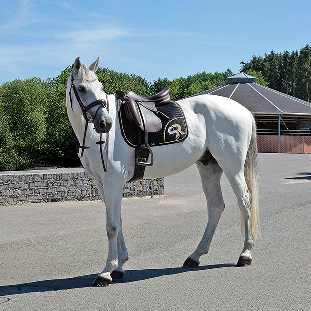 dressurschabracke in schwarz mit goldener umrandung sowie goldenem sr logo von sunride am pferd