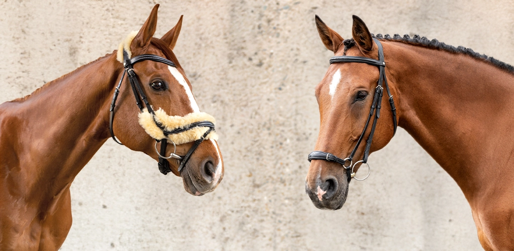 Zwei Pferde stehen sich gegenüber und tragen Trensen eines der Pferde hat eine Trense mit hellem Fellpolster