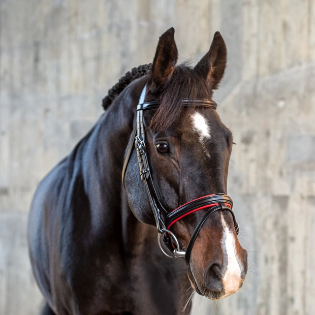 red padded english combined black leather bridle hawaii with silver mounting including reins on a horse