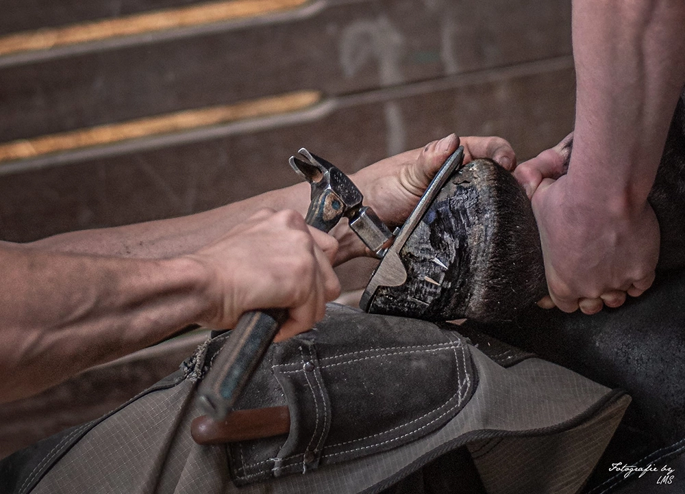 der hufschmied beschlaegt den huf des pferdes