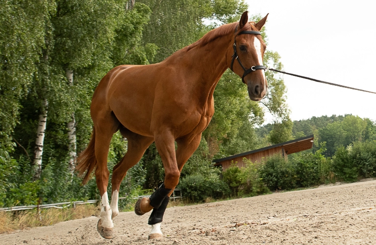 Ein Pferd wird Longiert und es trägt den Kappzaum Ely