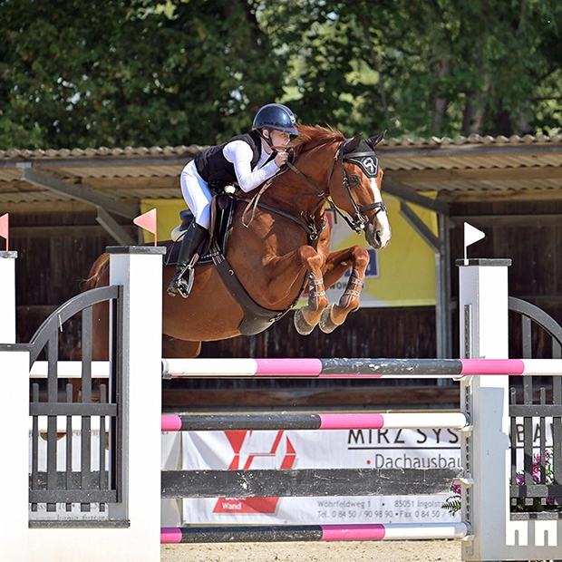 Leder Stollengurt "Hickstead"