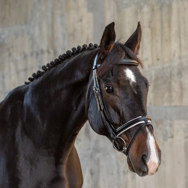 Englisch kombinierte Trense "Hawaii" mit Zügel