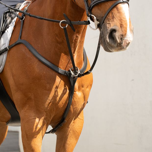 optional three or five point fixation breastplate with martingale ascot in black leather on a horse