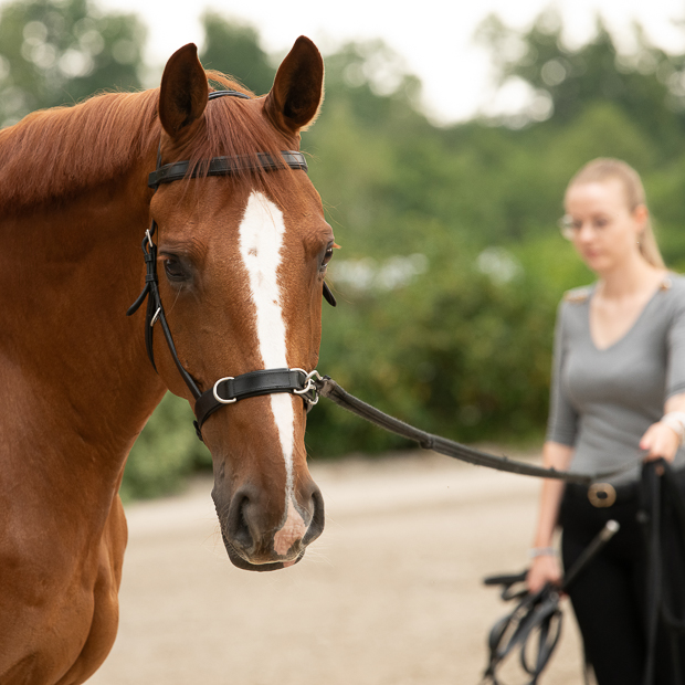 cavesson bridle ely in black leather with silver mounting including reins by sunride on a horse