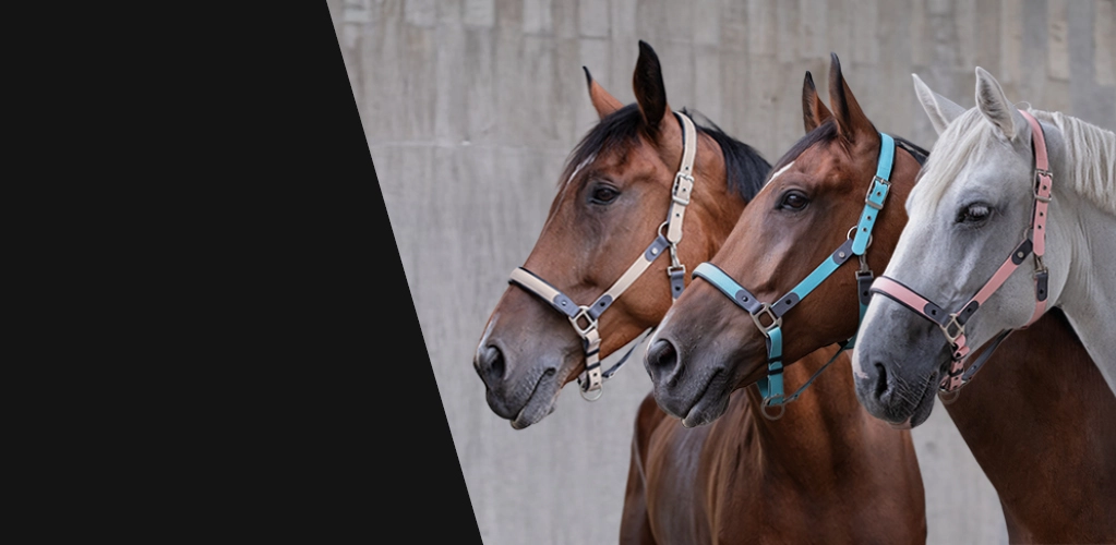 Drei Pferde stehen nebeneinander vor einer grauen Mauer und tragen Halfter aus Biothane in Blau Grau und Rosa links neben dem Text steht Vegan und Robust Halfter und Longen aus Biothane